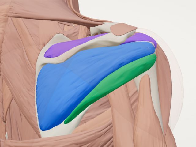 Rotator cuff muscles colour-coded