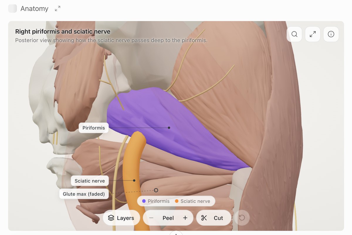 Anatomy in ChatGPT with the right piriformis and sciatic nerve exposed and labelled